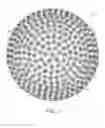 Fig. 02 - Golf ball with non-circular dimples