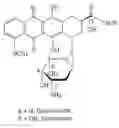 Fig. 01 - Method of reducing cardiac levels of doxorubicin when given as orotate salt