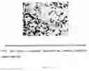 Fig. 06 - ANTIBODY AND METHOD FOR IDENTIFICATION OF DENDRITIC CELLS