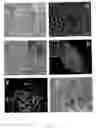 Fig. 07 - ANTIBODY AND METHOD FOR IDENTIFICATION OF DENDRITIC CELLS