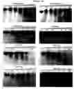 Fig. 08 - Aptamers comprising arabinose modified nucleotides