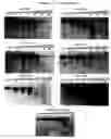 Fig. 09 - Aptamers comprising arabinose modified nucleotides