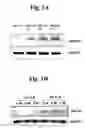Fig. 02 - Use of MLN51 gene and protein