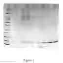Fig. 02 - Clostridial toxin derivatives able to modify peripheral sensory afferent functions