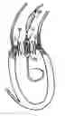 Fig. 01 - Valve prosthesis for implantation in body channels