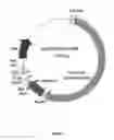 Fig. 02 - NEW GENE FRAGMENT, NOVEL TRANSGENIC ZEBRAFISH AND METHODS FOR PRODUCING TRANSGENIC ZEBRAFISH