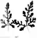 Fig. 02 - ENHANCED POLLENIZER AND METHOD FOR INCREASING SEEDLESS WATERMELON YIELD