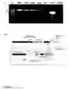 Fig. 08 - Methods for altering the genome of a monocot plant cell