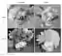 Fig. 01 - Methods for Improving Flowering Characteristics Using Methyl Dihydrojasmonate