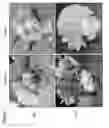 Fig. 02 - Methods for Improving Flowering Characteristics Using Methyl Dihydrojasmonate