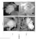 Fig. 03 - Methods for Improving Flowering Characteristics Using Methyl Dihydrojasmonate
