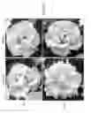 Fig. 04 - Methods for Improving Flowering Characteristics Using Methyl Dihydrojasmonate