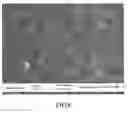 Fig. 05 - NANO COMPLEX OXIDE DOPED DIELECTRIC CERAMIC MATERIAL, PREPARATION METHOD THEREOF AND MULTILAYER CERAMIC CAPACITORS MADE FROM THE SAME