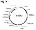 Fig. 02 - Method for manufacturing recombinant polyclonal proteins