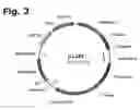 Fig. 03 - Method for manufacturing recombinant polyclonal proteins