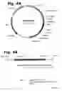Fig. 05 - Method for manufacturing recombinant polyclonal proteins
