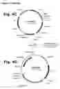 Fig. 06 - Method for manufacturing recombinant polyclonal proteins