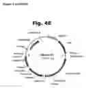 Fig. 07 - Method for manufacturing recombinant polyclonal proteins