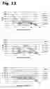 Fig. 12 - Method for manufacturing recombinant polyclonal proteins
