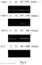 Fig. 07 - Method for alleviating chemotherapy side effects using extract of sp