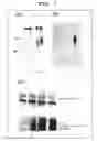 Fig. 02 - Vascular Aging-Predicting Factor and Utilization of the Same