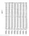 Fig. 08 - IL-12 for expression in mammalian cell