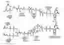 Fig. 01 - Production of isoprenoids