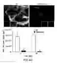Fig. 06 - Nucleic acids coding for humanized antibodies for binding sphingosine-1-phosphate
