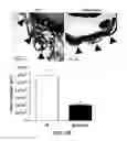 Fig. 07 - Nucleic acids coding for humanized antibodies for binding sphingosine-1-phosphate