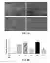 Fig. 08 - Nucleic acids coding for humanized antibodies for binding sphingosine-1-phosphate