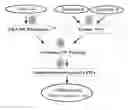 Fig. 01 - Methods for use in human-adapting monoclonal antibodies