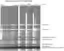 Fig. 02 - Resistance Genes