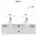 Fig. 03 - Independent n-tips for multi-gate transistors