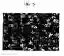 Fig. 05 - Image display body and image formation method