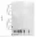 Fig. 22 - Cytotoxicity mediation of cells evidencing surface expression of TROP-2