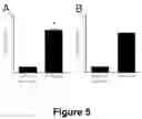 Fig. 06 - DENDRITIC CELLS