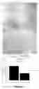 Fig. 22 - DENDRITIC CELLS