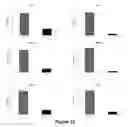 Fig. 28 - DENDRITIC CELLS