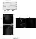 Fig. 32 - DENDRITIC CELLS