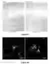 Fig. 33 - DENDRITIC CELLS