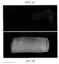 Fig. 02 - Methods of treatment by administering anti-connexin proteins and mimetics
