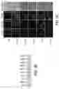 Fig. 06 - Compositions and methods related to toll-like receptor-3