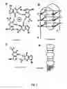 Fig. 02 - Method of treating inflammatory arthropathies with suppressors of CpG oligonucleotides