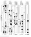 Fig. 06 - Interleukin-1 Beta Converting Enzyme Like Apoptosis Protease-3 and 4