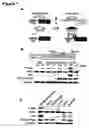 Fig. 02 - METABOLIC REGULATORS AND USES THEREOF