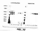 Fig. 09 - Optimized Fc Variants and Methods for Their Generation