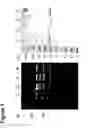 Fig. 02 - Human antibodies specific to KDR and uses thereof