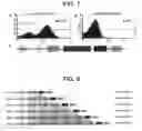 Fig. 08 - Therapeutic composition for use in the prevention and treatment of bone metastases