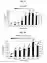 Fig. 09 - Therapeutic composition for use in the prevention and treatment of bone metastases