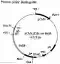 Fig. 01 - Immunizing Against HIV Infection